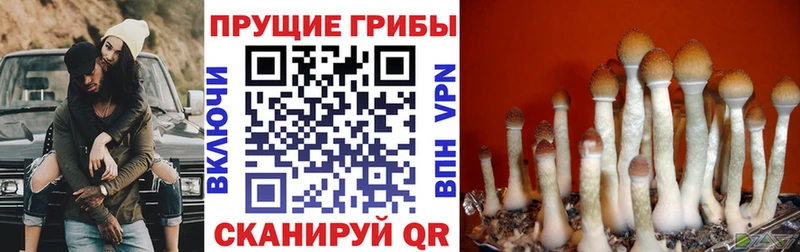 OMG зеркало  Вичуга  Псилоцибиновые грибы GOLDEN TEACHER 